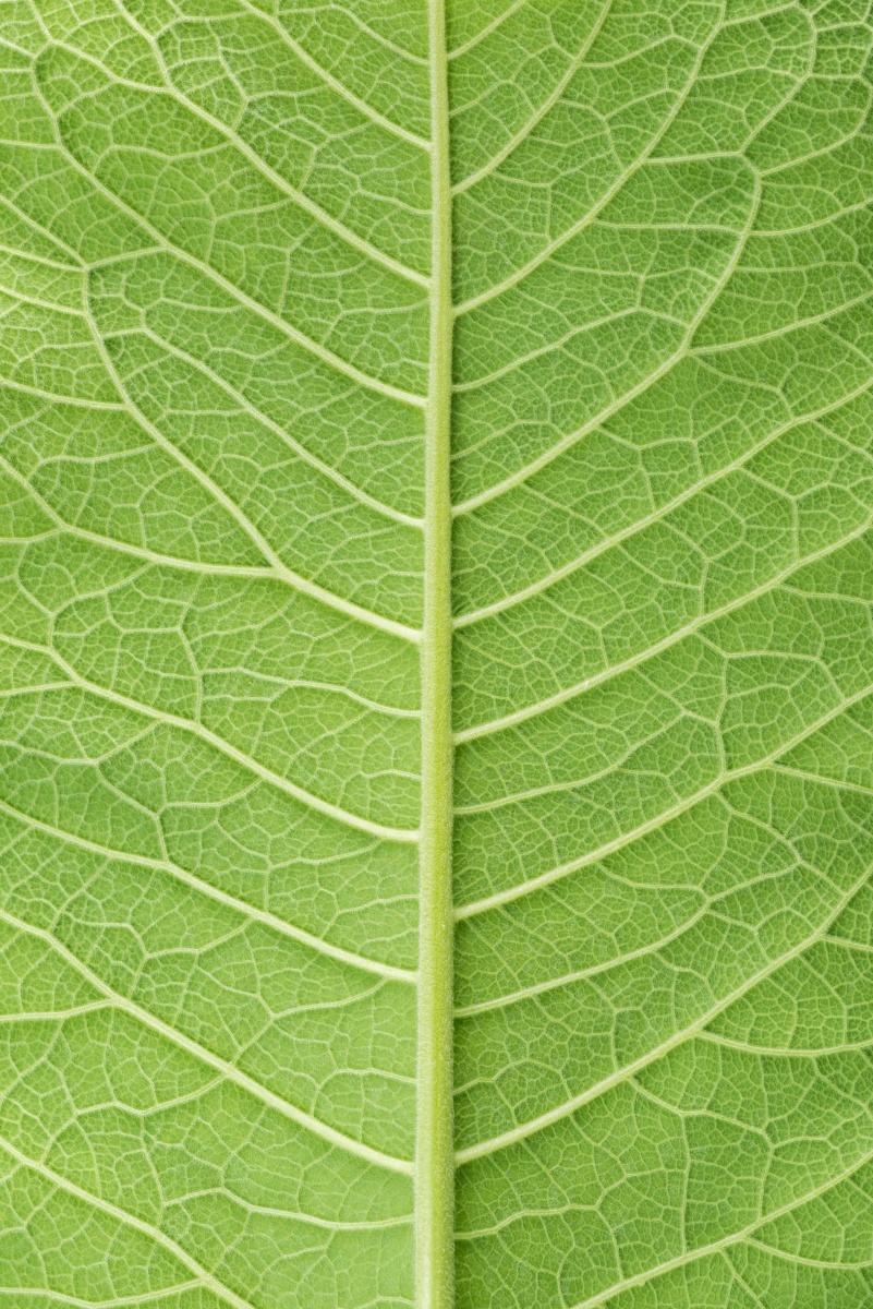 Elecampane leaf