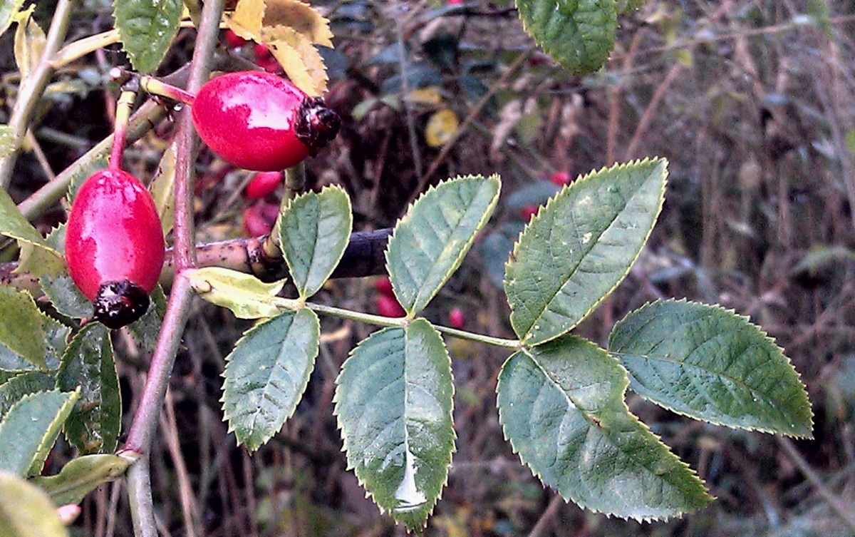 Rose hips and leaves image