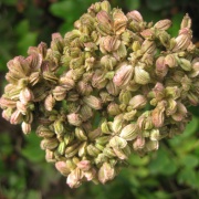 Angelica seeds